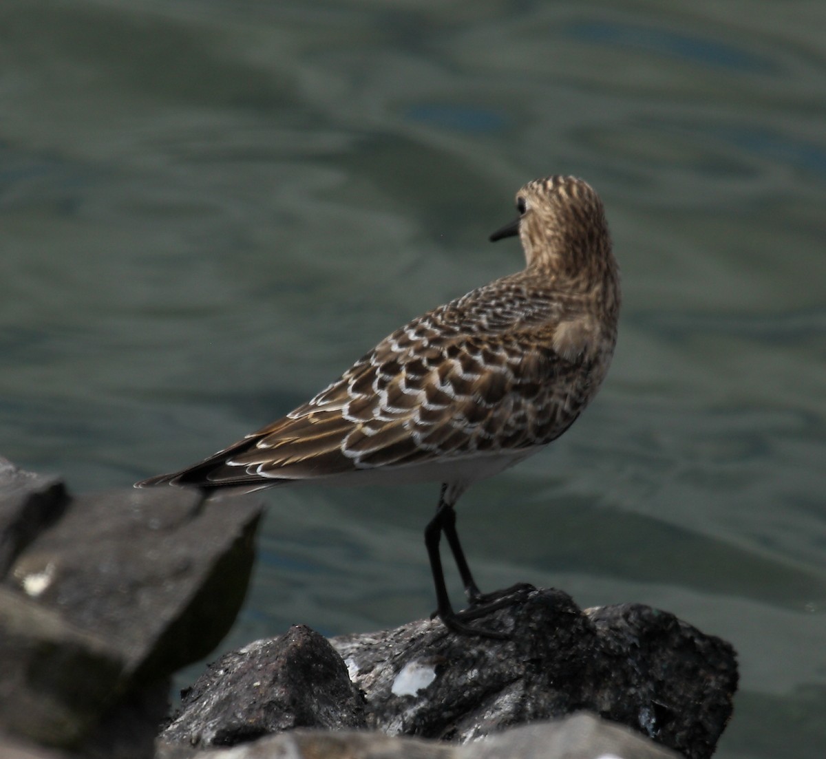 Bécasseau de Baird - ML646279214