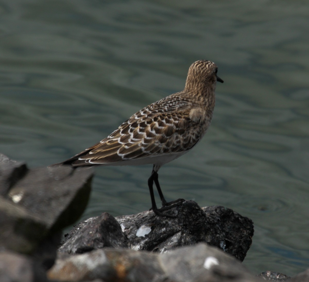 Bécasseau de Baird - ML646279215