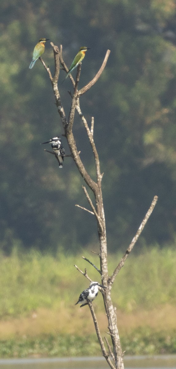Martin-pêcheur pie - ML646279216