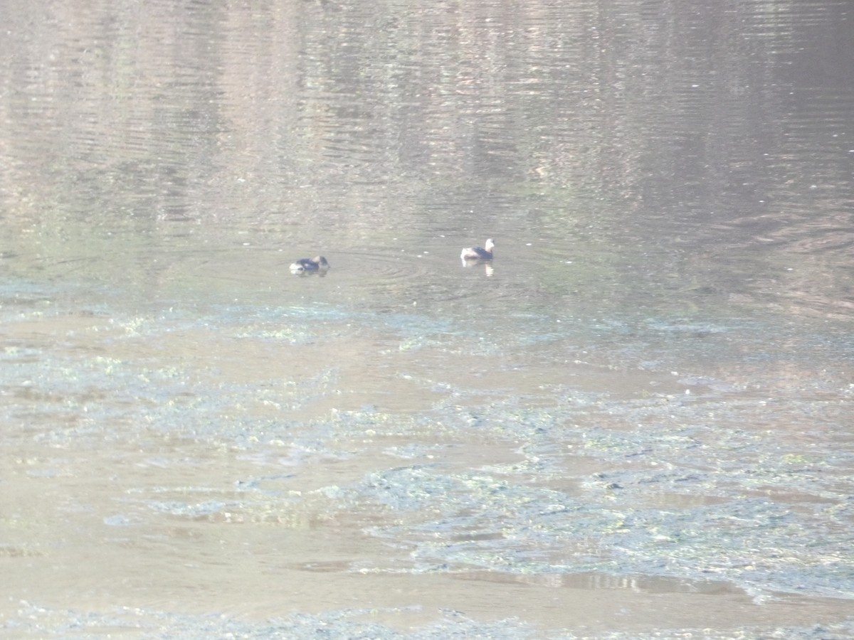 Grèbe à bec bigarré - ML646279217