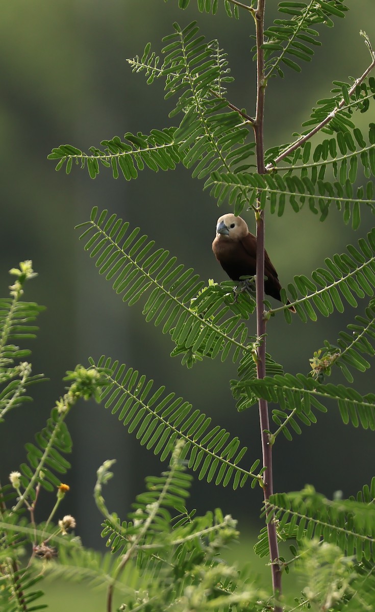 Capucin à tête blanche - ML646279222