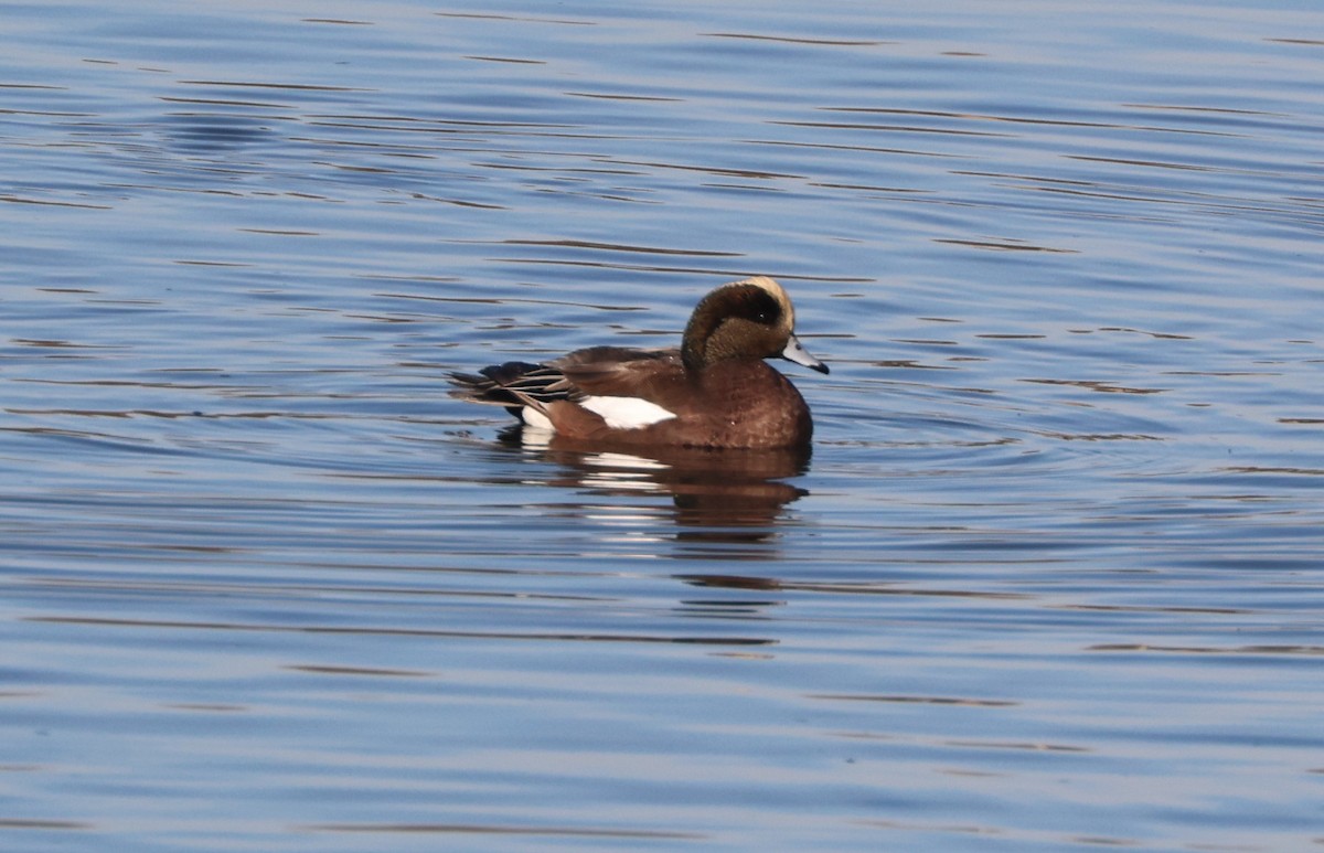 Canard d'Amérique - ML646279223