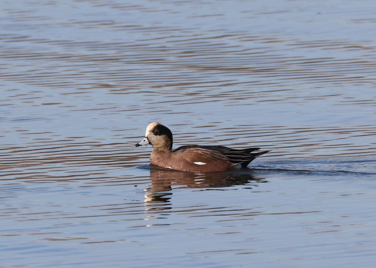 Canard d'Amérique - ML646279224