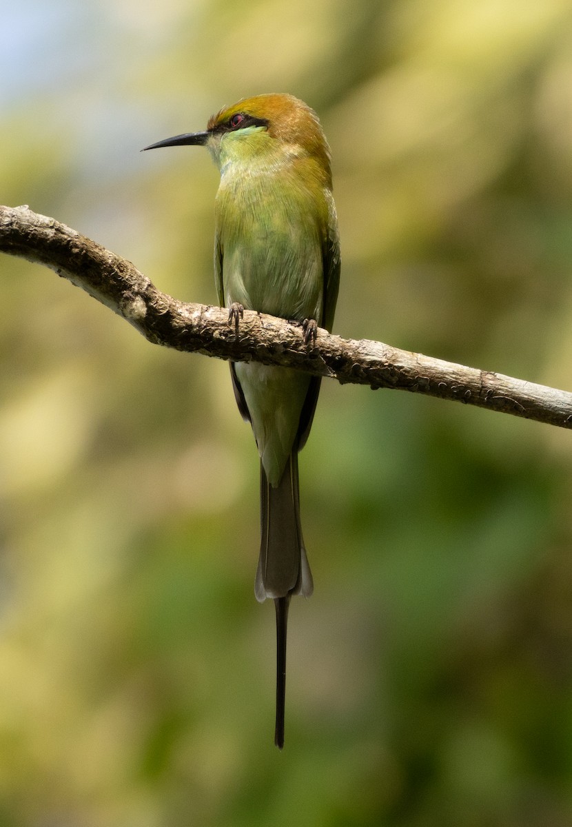 Martin-pêcheur d'Europe - ML646279225
