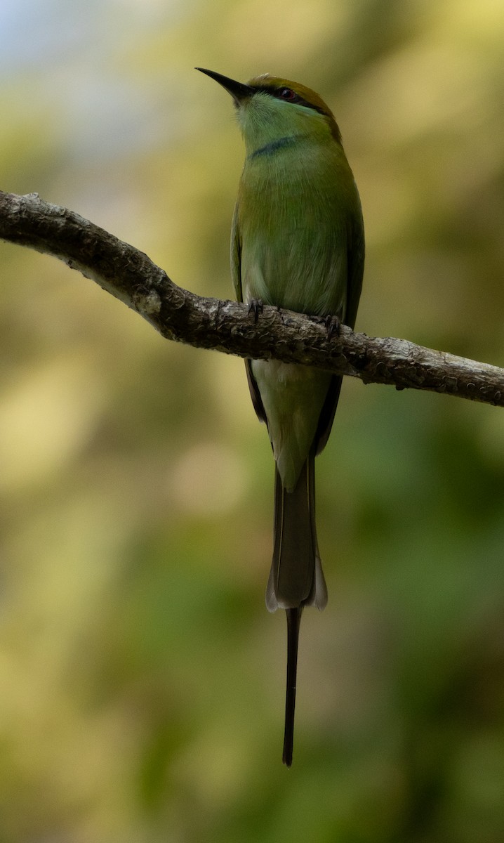 Chevêchette de jungle - ML646279226