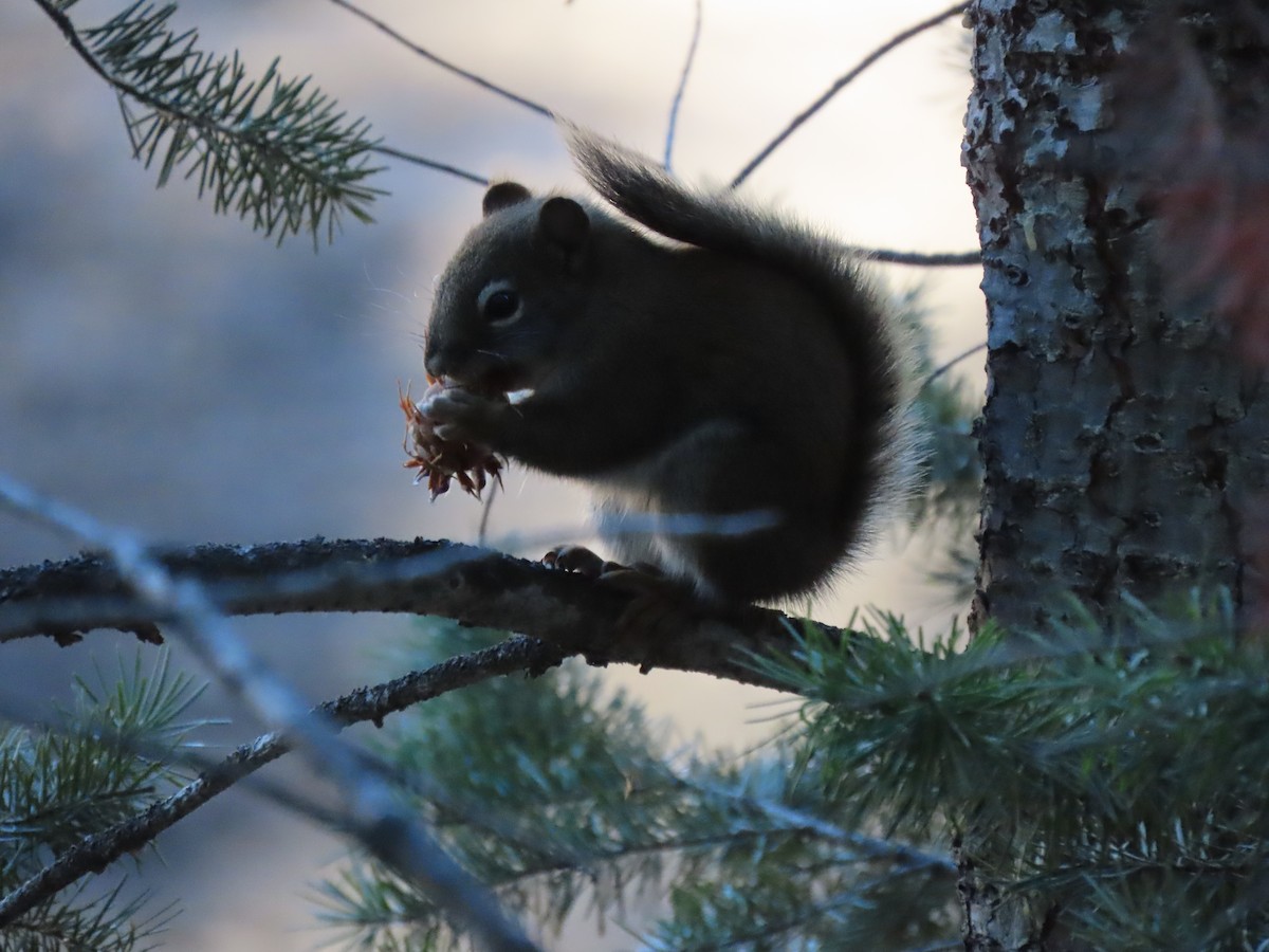 動物界 - ML646279227