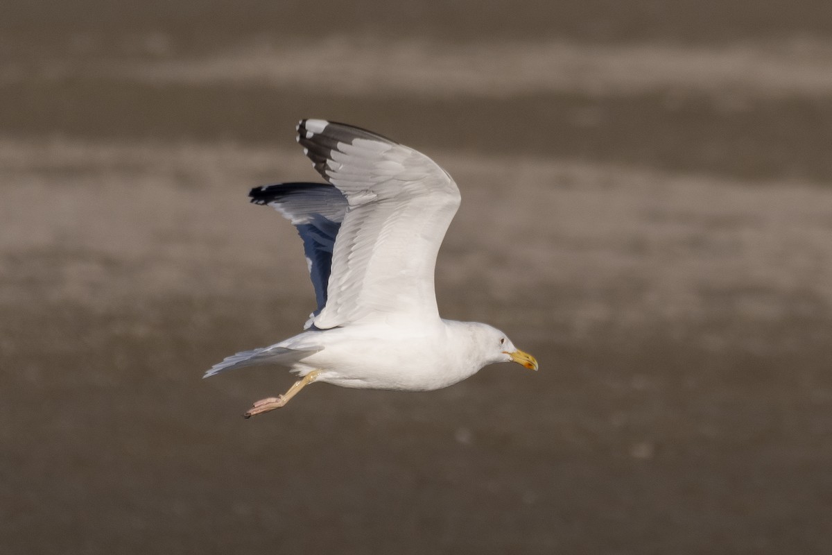 Goéland pontique - ML646279229