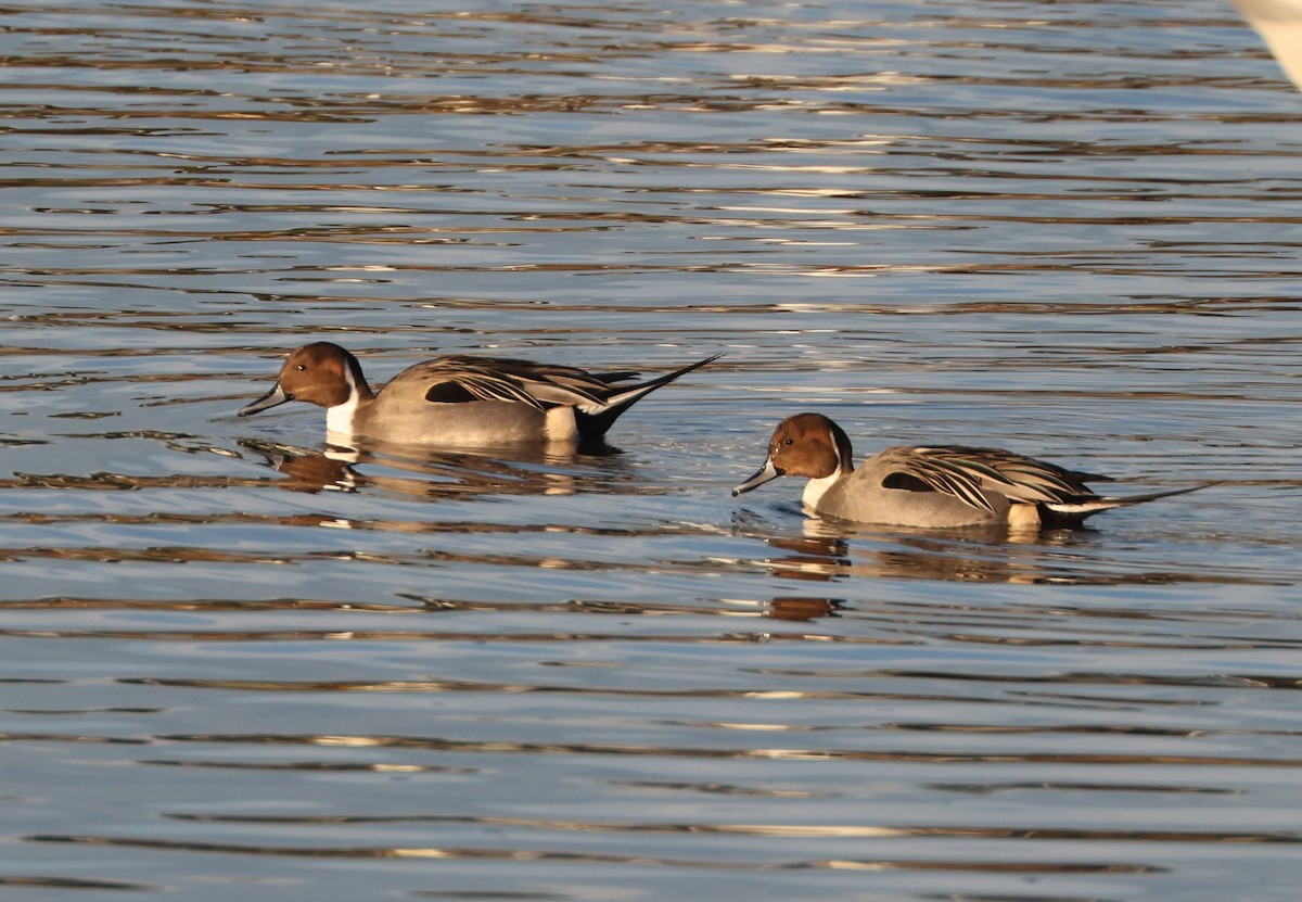 Northern Pintail - ML646279239