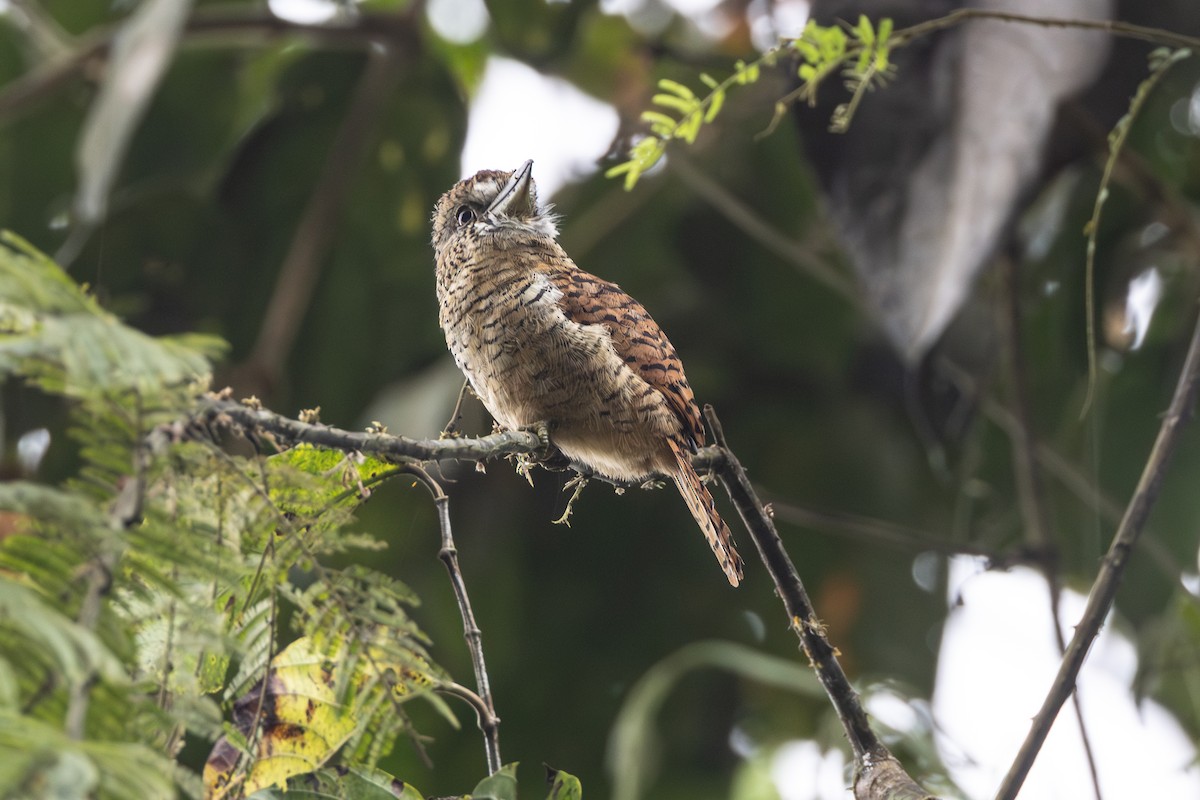 Barred Puffbird - ML646279243
