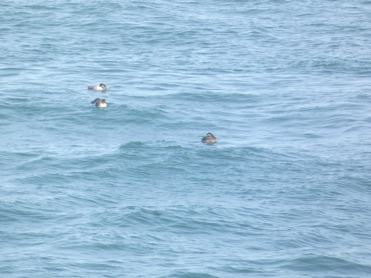 Surf Scoter - ML646279244