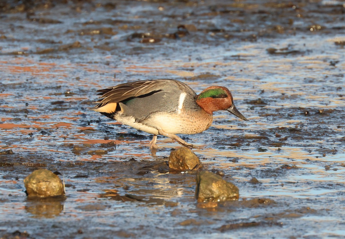 Green-winged Teal - ML646279246