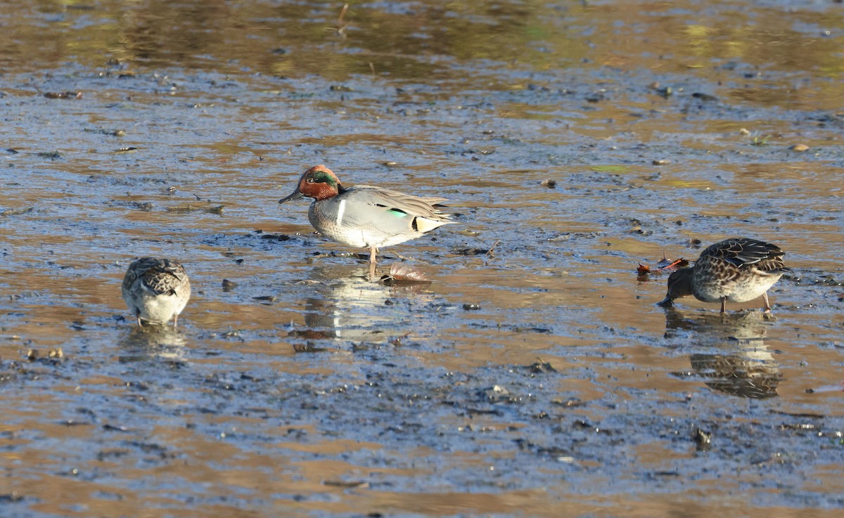 Green-winged Teal - ML646279247
