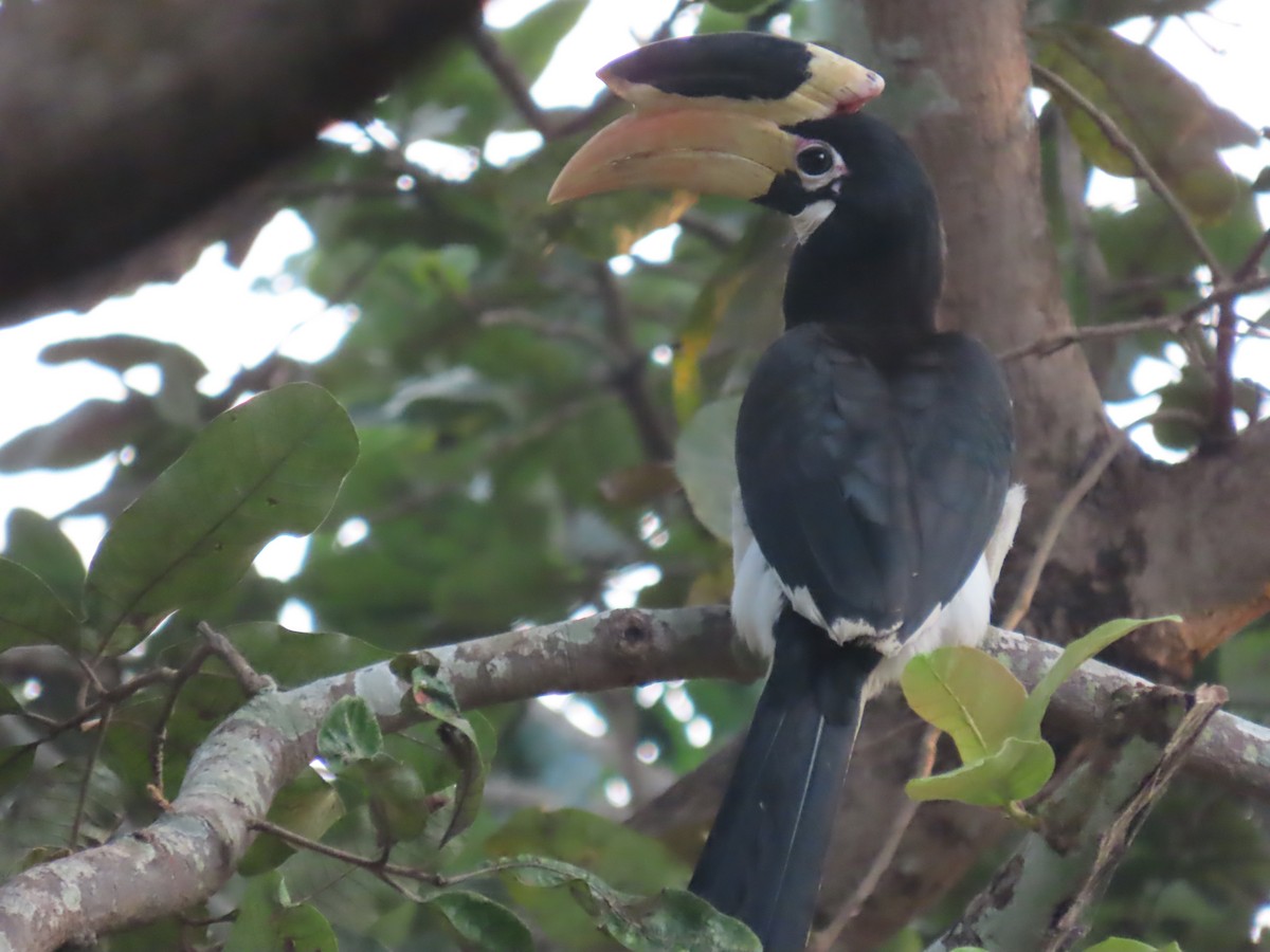 zoborožec malabarský - ML646279252