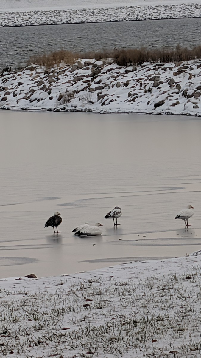 Snow Goose - ML646279253