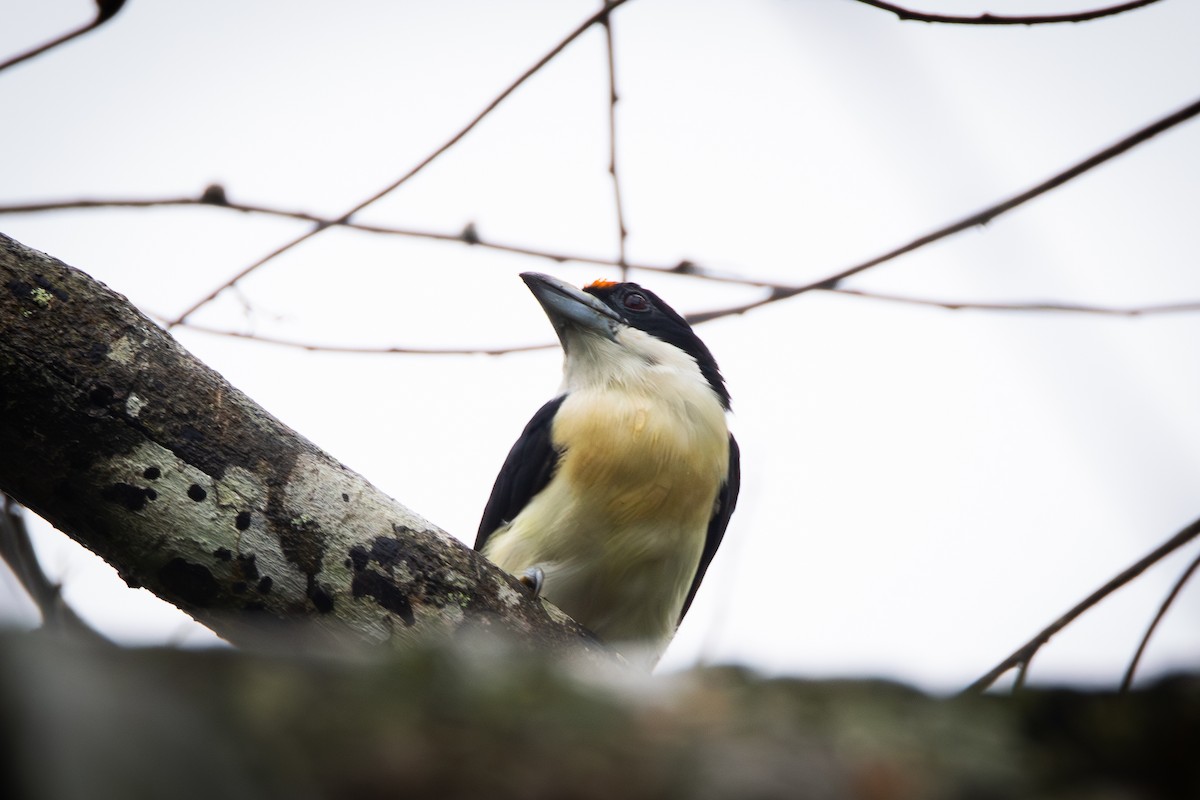 Orange-fronted Barbet - ML646279254