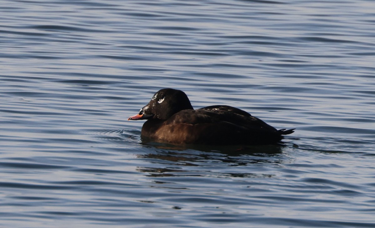 White-winged Scoter - ML646279260
