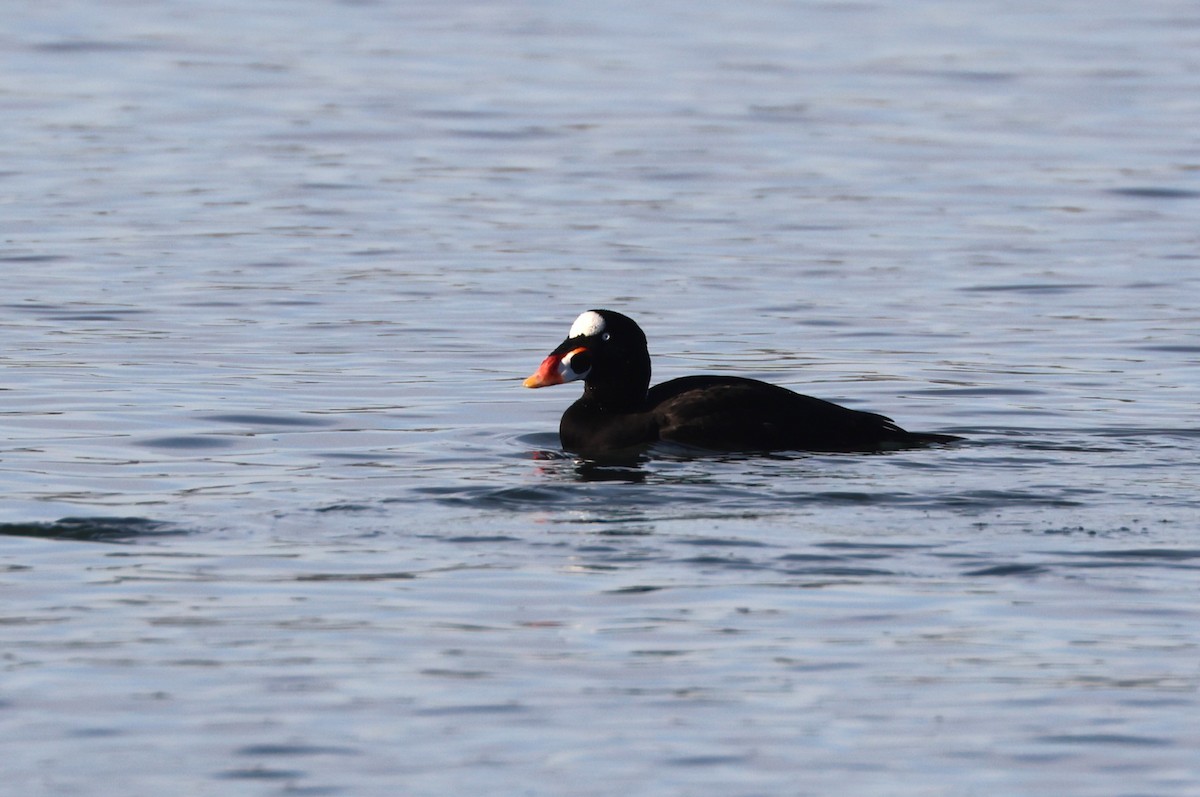 Surf Scoter - ML646279261