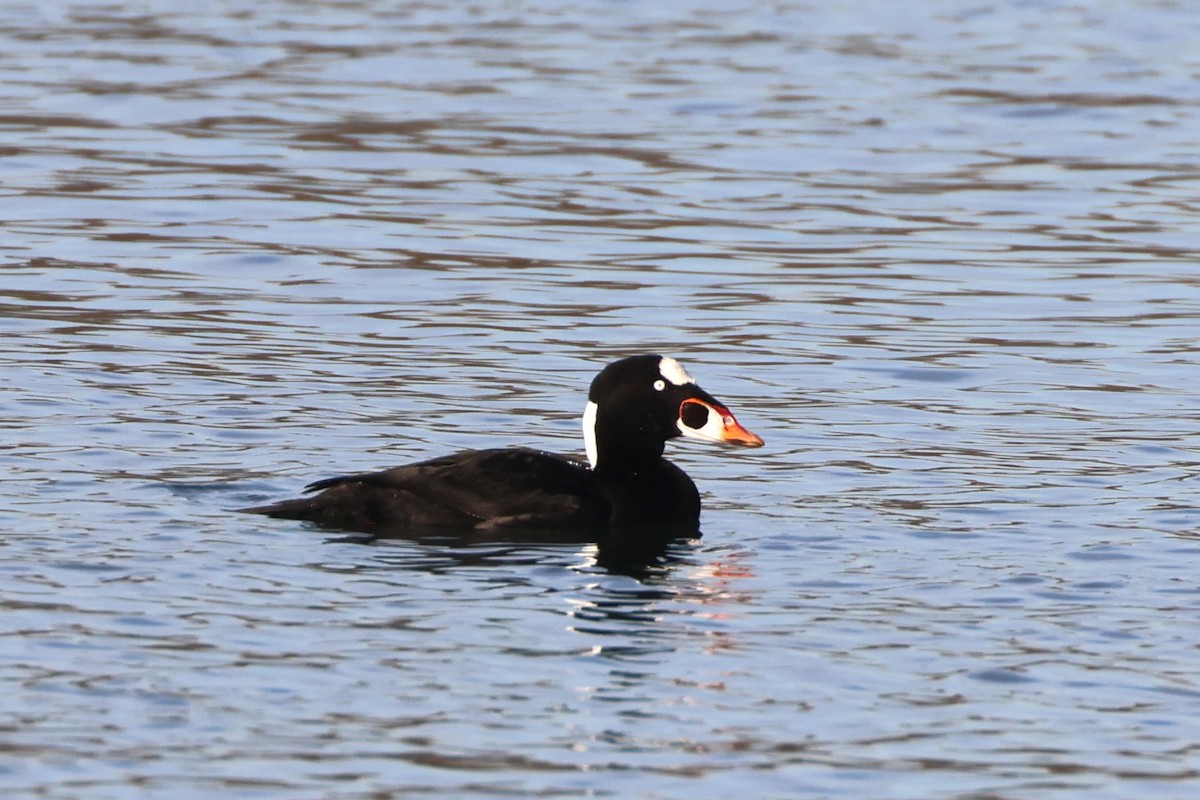 Surf Scoter - ML646279262