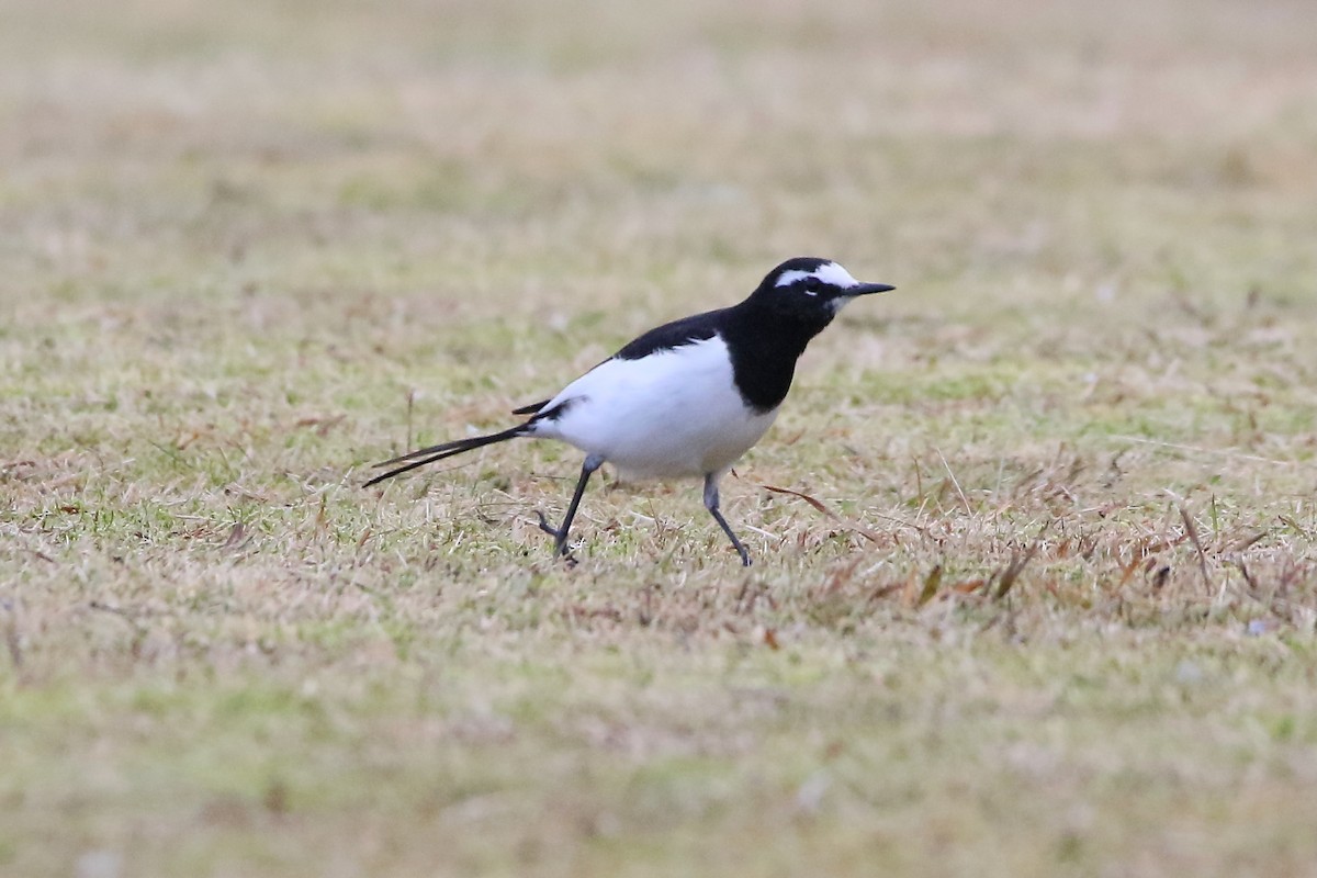 Japanese Wagtail - ML646279263