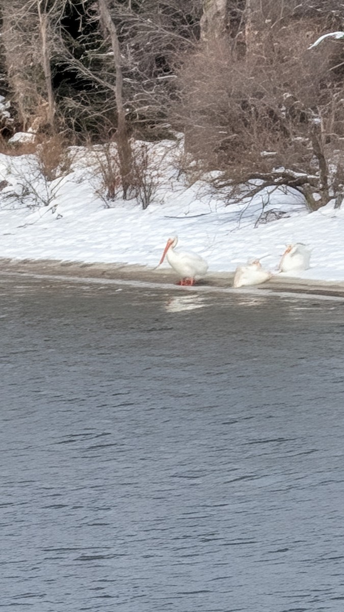 American White Pelican - ML646279264