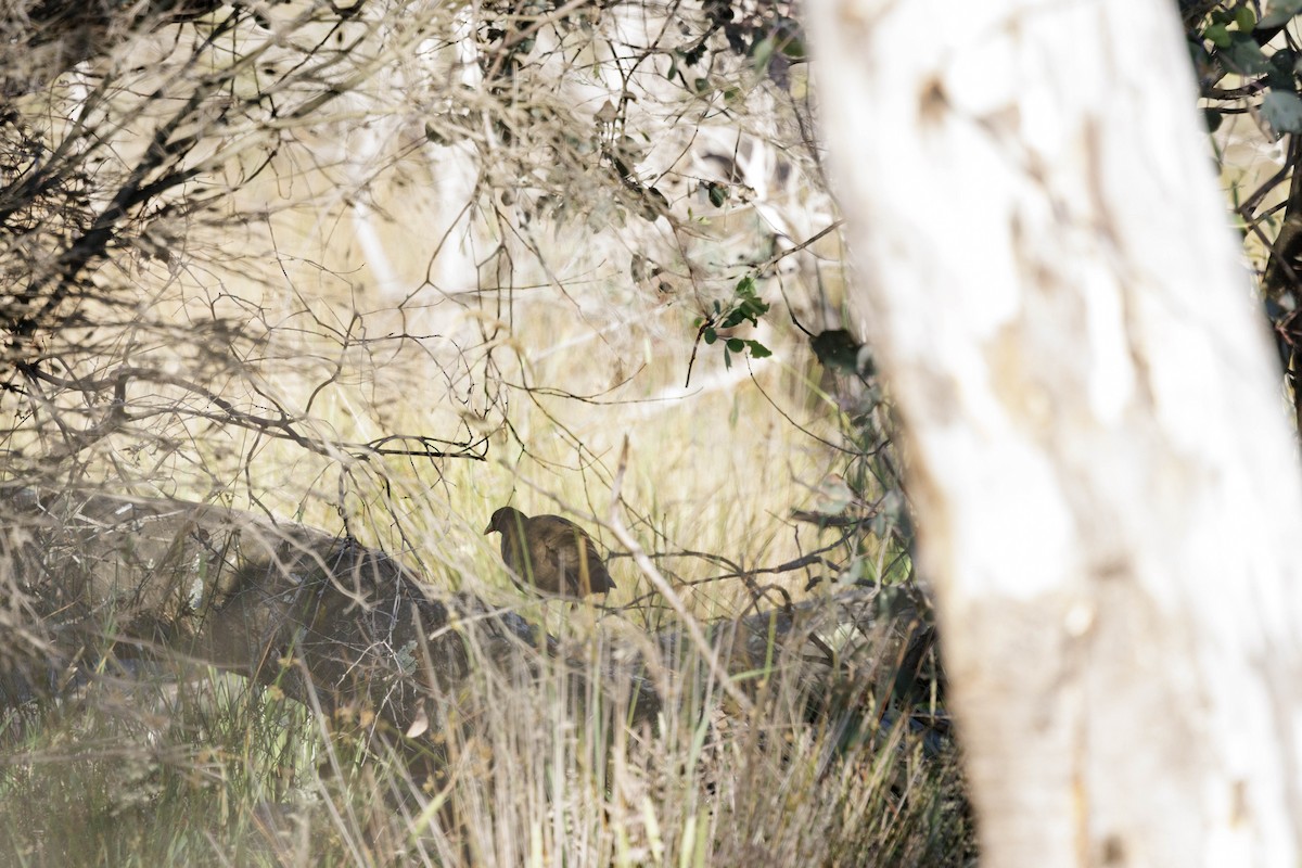 Black-tailed Nativehen - ML646279267