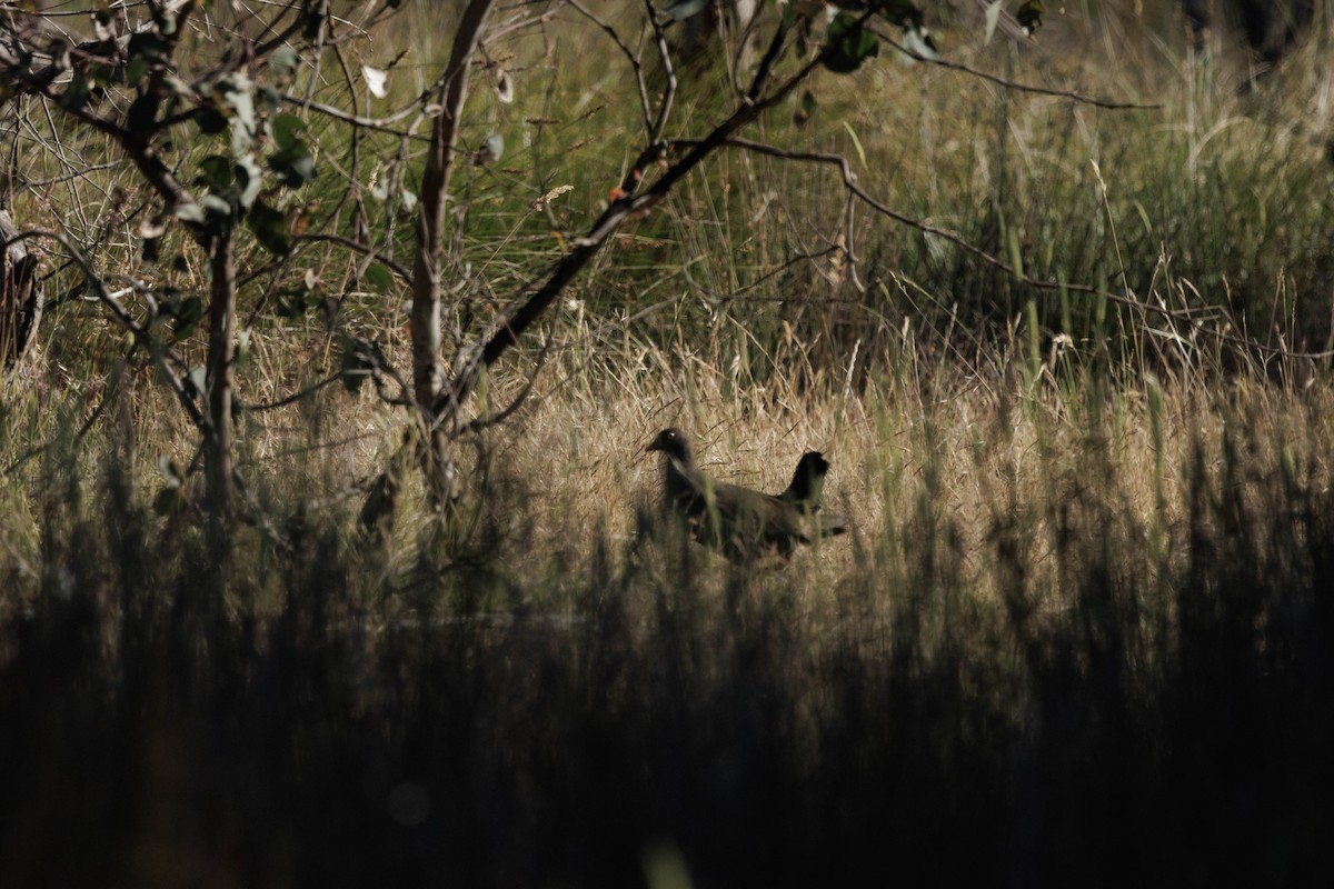 vandresivhøne - ML646279268