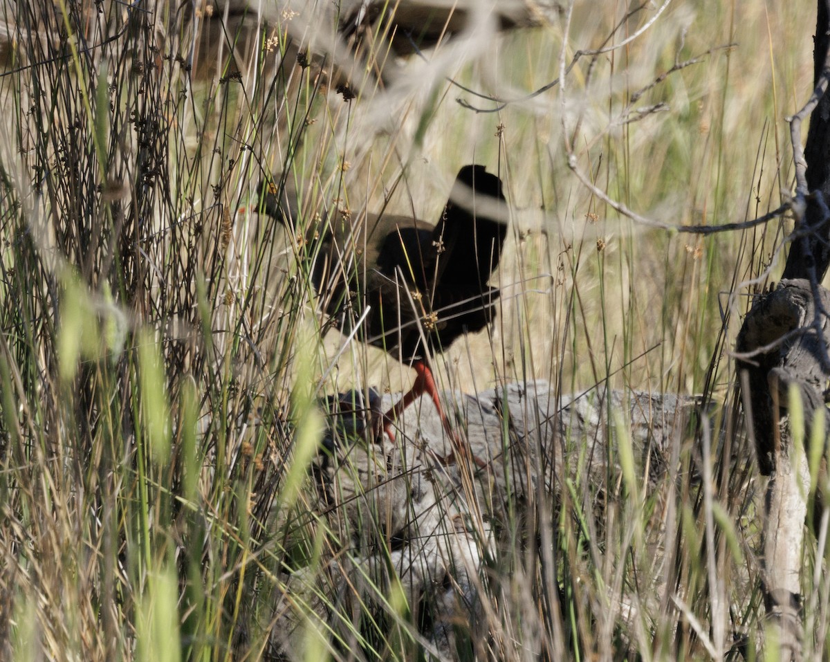 vandresivhøne - ML646279269