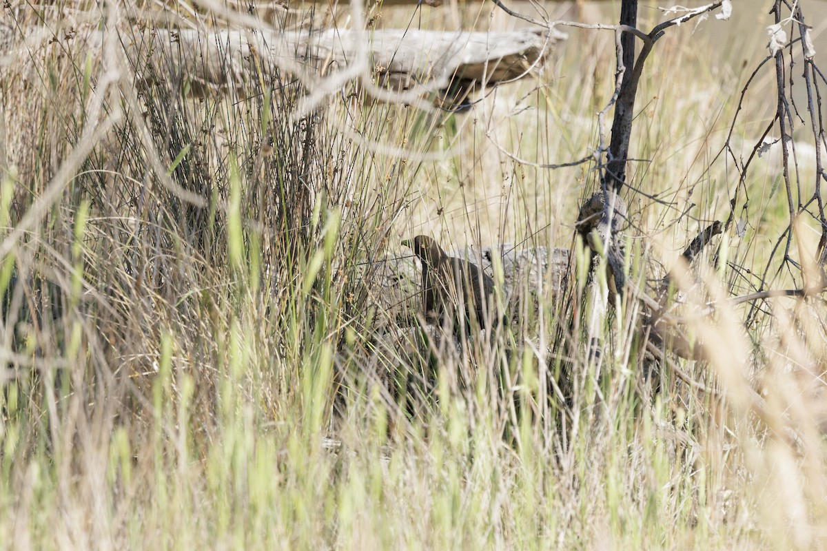 vandresivhøne - ML646279270