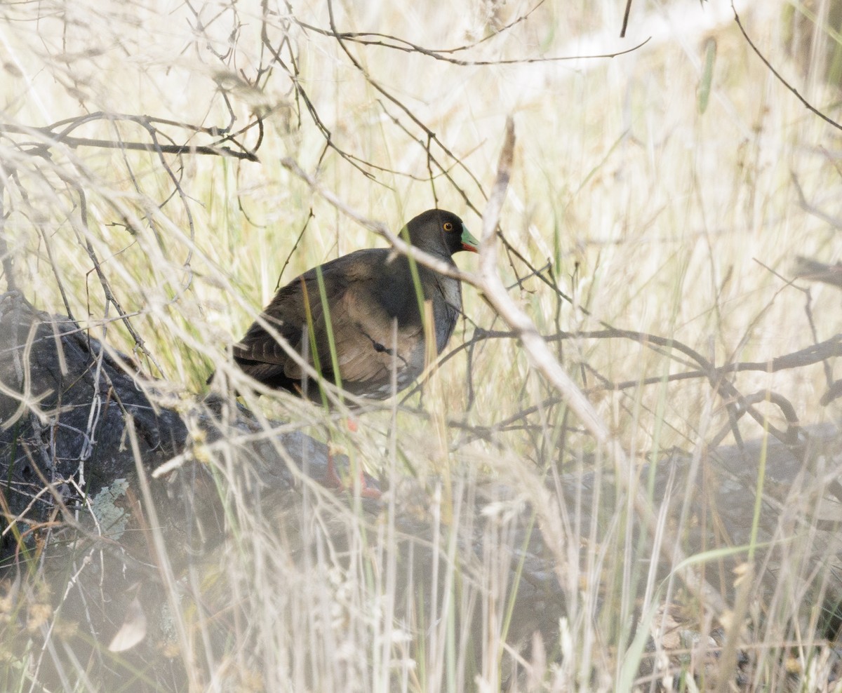 vandresivhøne - ML646279271