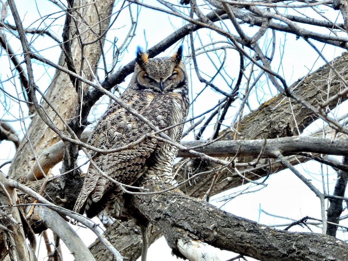 Great Horned Owl - ML646279274