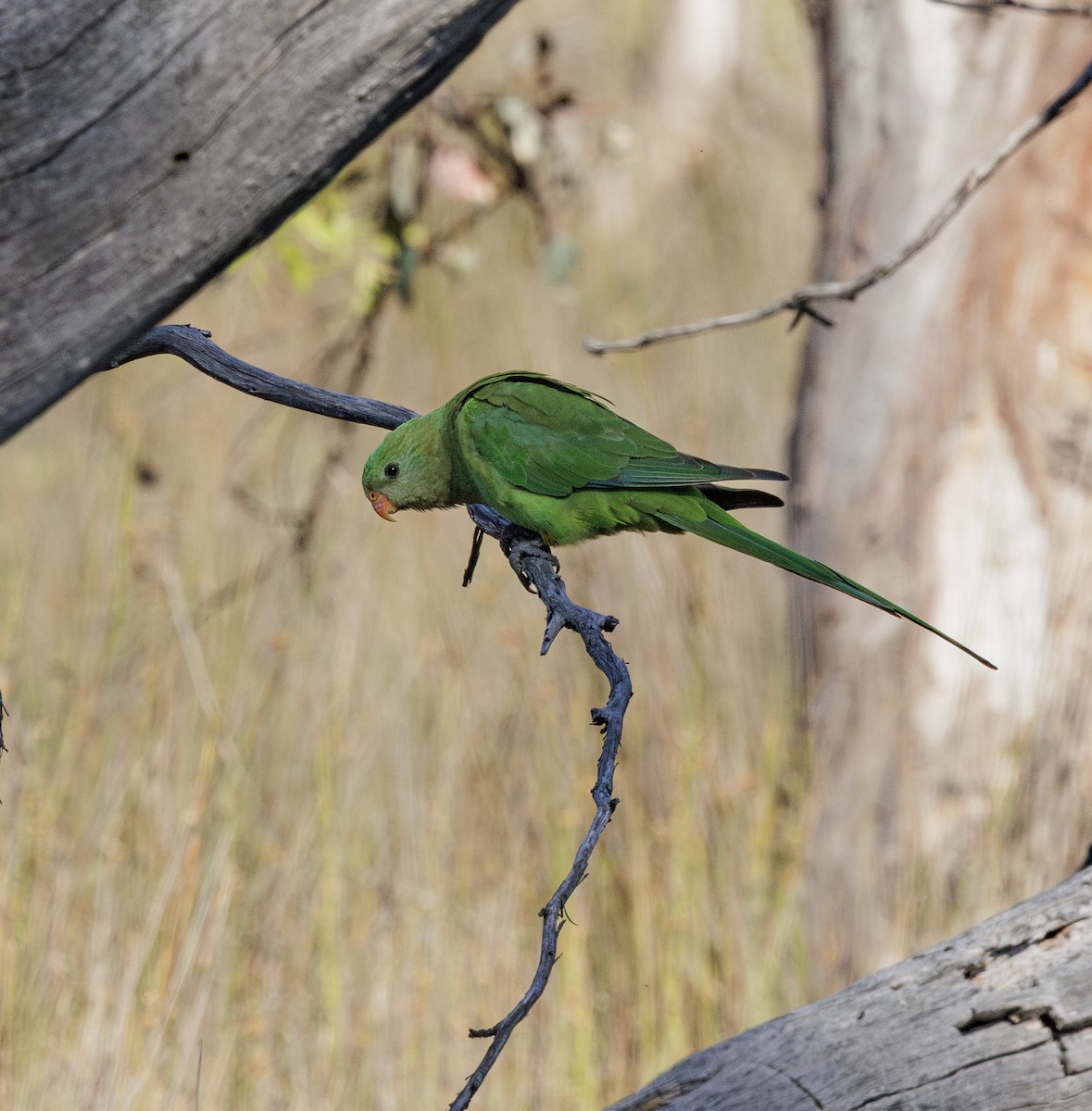 gulstrupeparakitt - ML646279275