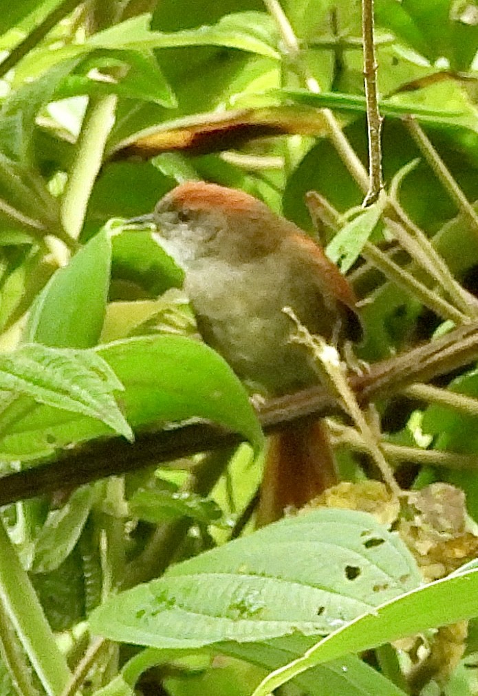 ミヤマオナガカマドドリ - ML646279276