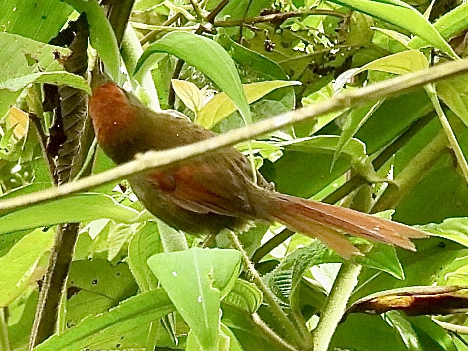 ミヤマオナガカマドドリ - ML646279277