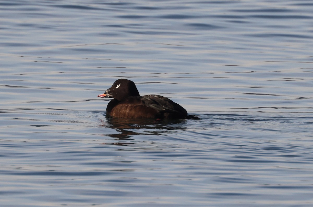 White-winged Scoter - ML646279278
