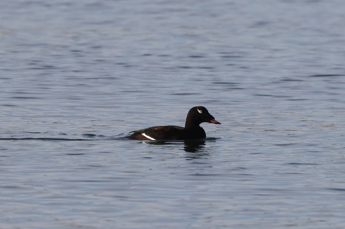 White-winged Scoter - ML646279279