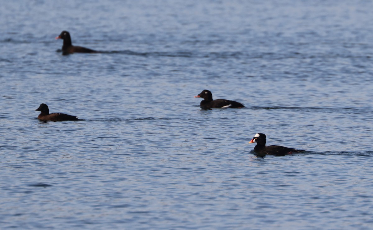 White-winged Scoter - ML646279280