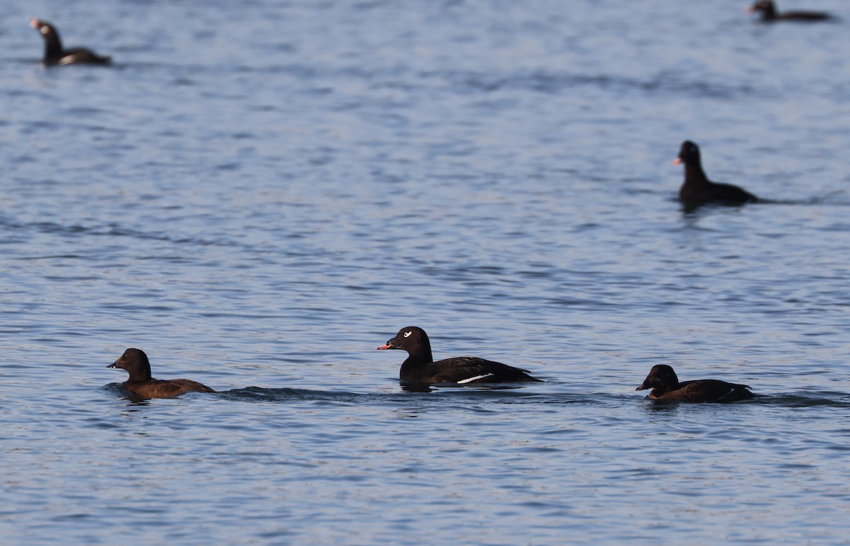 White-winged Scoter - ML646279281