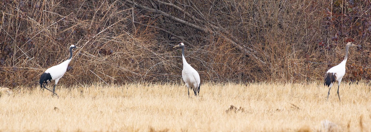 Grue du Japon - ML646279284