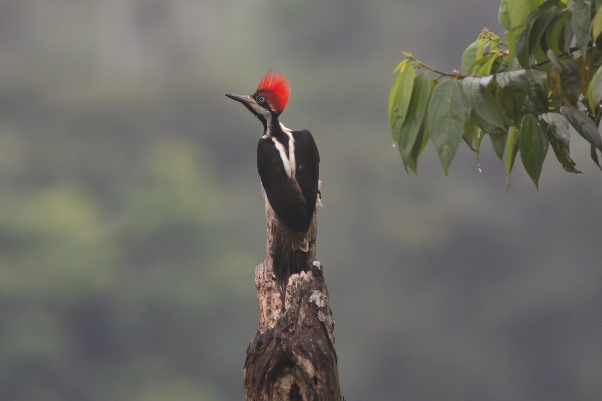 Guayaquil Woodpecker - ML646279289