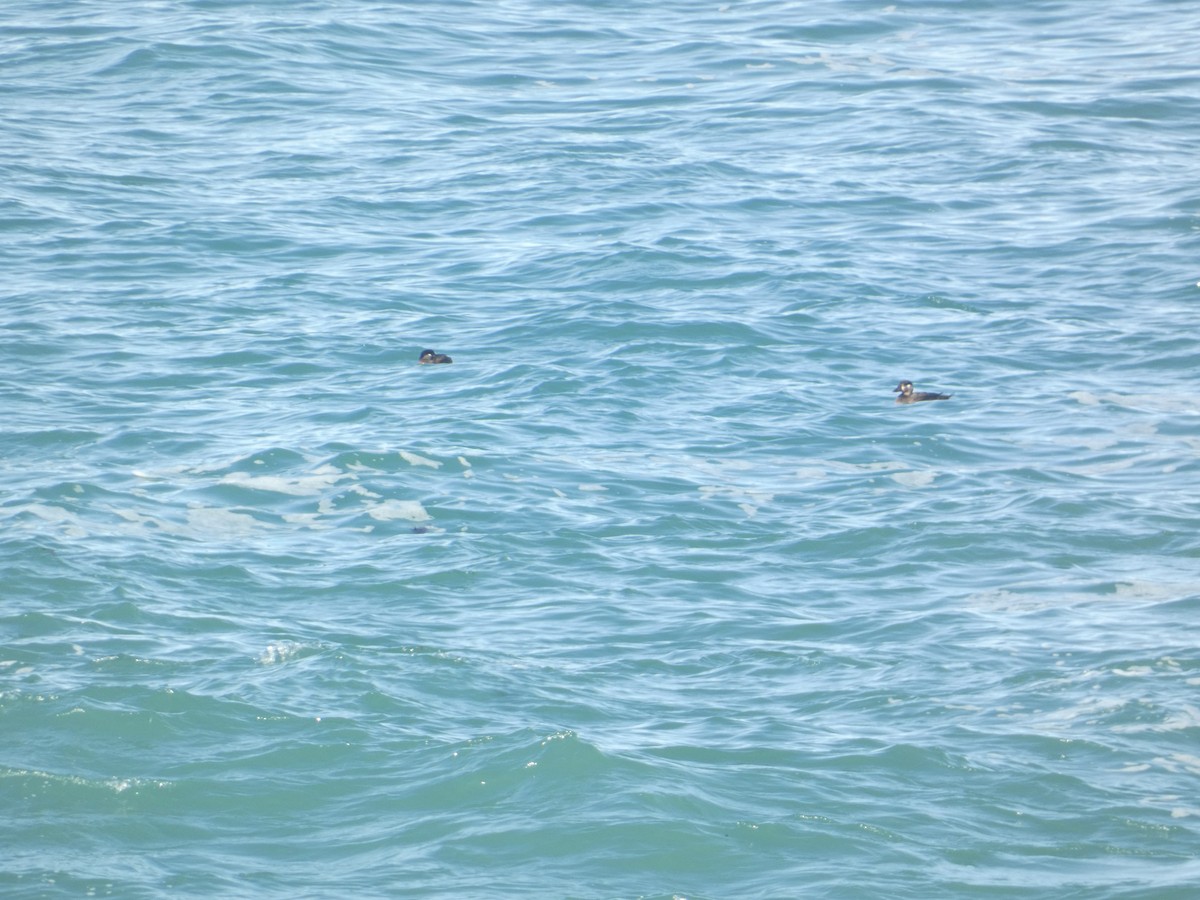 Surf Scoter - ML646279292