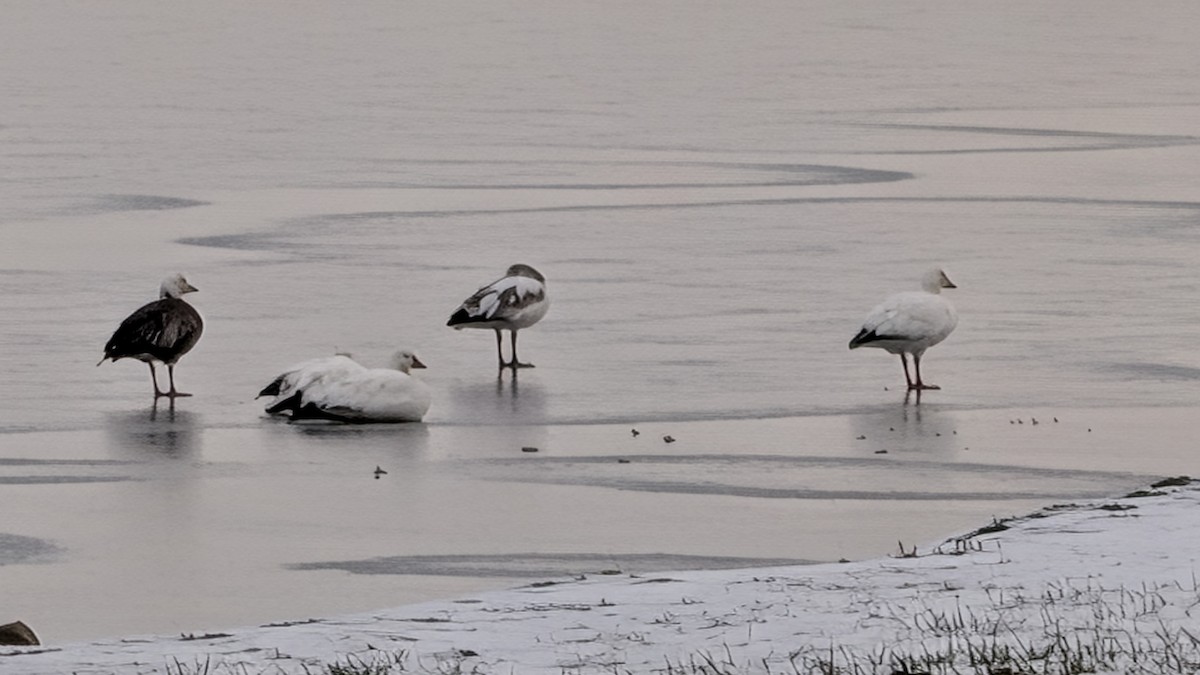 Snow Goose - ML646279293