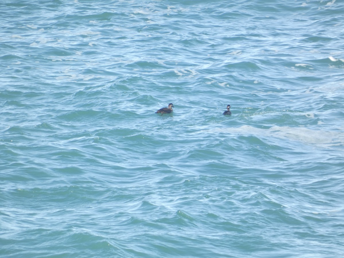 Surf Scoter - ML646279294