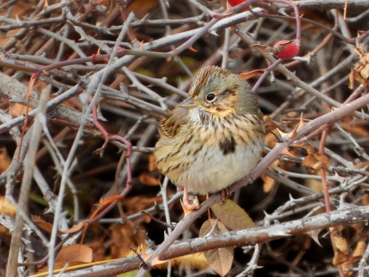 Lincoln's Sparrow - ML646279295