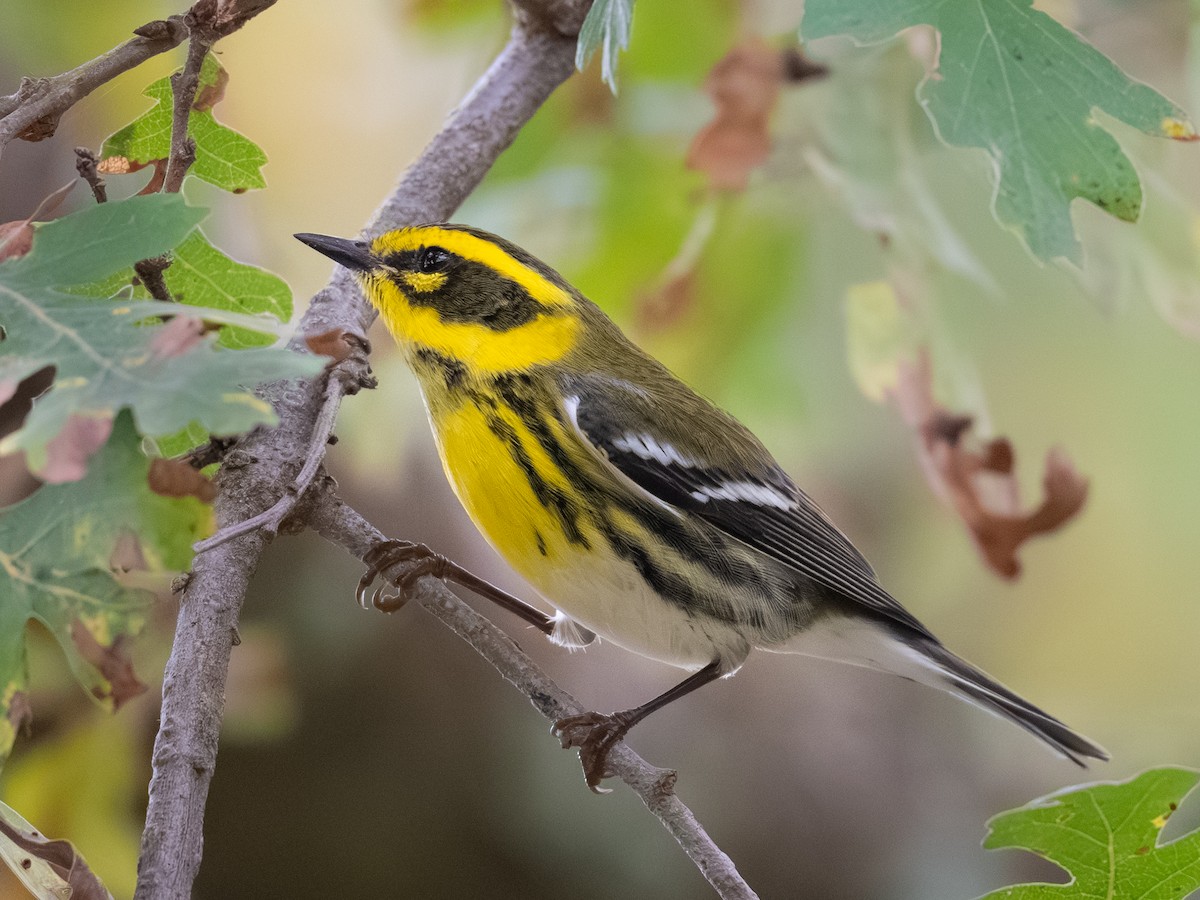Townsend's Warbler - ML646279305