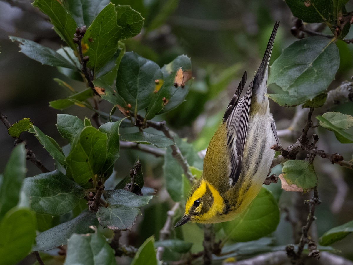 Townsend's Warbler - ML646279306