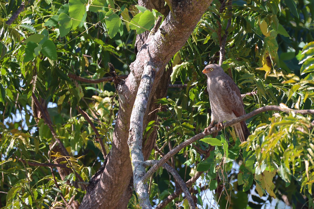 Rufous-winged Buzzard - ML646279309