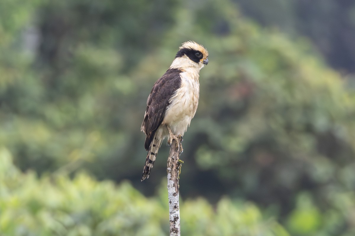 Laughing Falcon - ML646279310