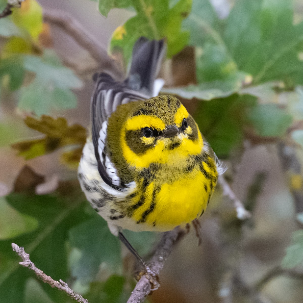 Townsend's Warbler - ML646279311