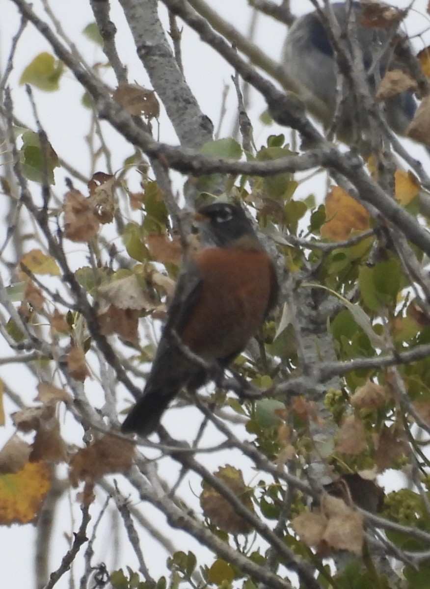 American Robin - ML646279312