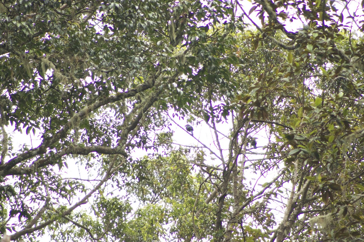 Sumatran Cochoa - ML646279313